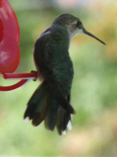 Hummingbird%20-%20Jennie%20Nice.jpg